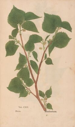 Ectypa vegetabilium Pl.114 (1760-1764)