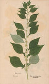 Ectypa vegetabilium Pl.115 (1760-1764)