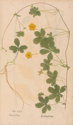 Ectypa vegetabilium Pl.116 (1760-1764)