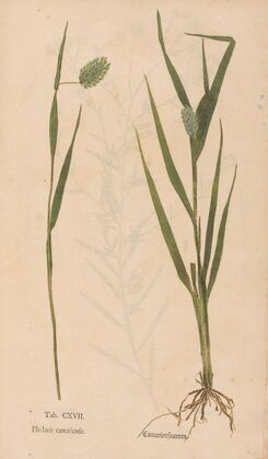 Ectypa vegetabilium Pl.117 (1760-1764)