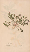 Ectypa vegetabilium Pl.121 (1760-1764)