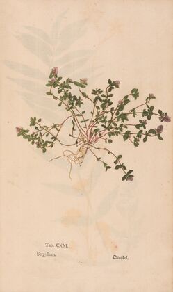 Ectypa vegetabilium Pl.121 (1760-1764)