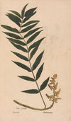 Ectypa vegetabilium Pl.122 (1760-1764)