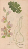 Ectypa vegetabilium Pl.126 (1760-1764)