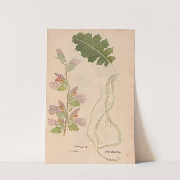 Ectypa vegetabilium Pl.126 (1760-1764) by Christian Gottlieb Ludwig