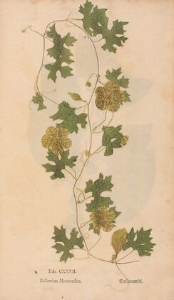 Ectypa vegetabilium Pl.127 (1760-1764)
