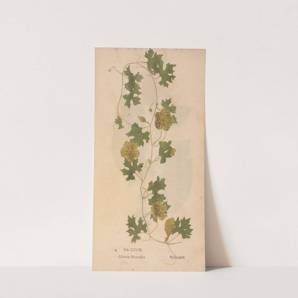 Ectypa vegetabilium Pl.127 (1760-1764) by Christian Gottlieb Ludwig