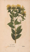Ectypa vegetabilium Pl.129 (1760-1764)