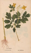 Ectypa vegetabilium Pl.132 (1760-1764)