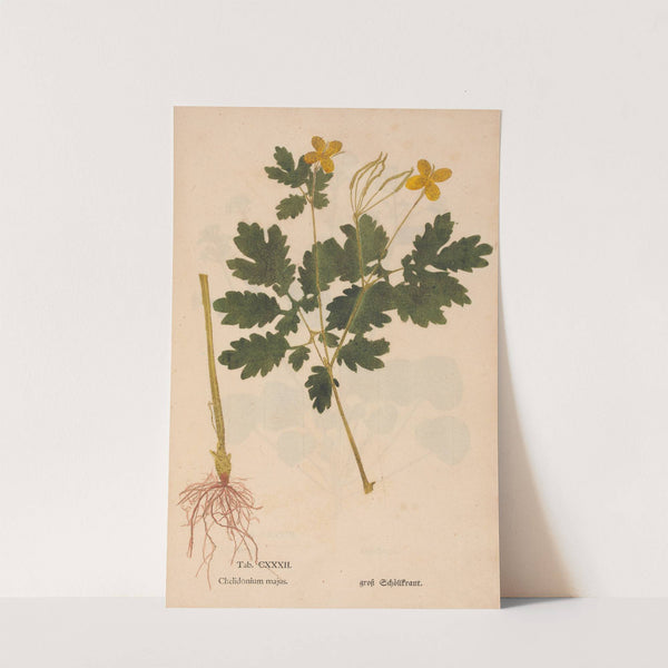 Ectypa vegetabilium Pl.132 (1760-1764) by Christian Gottlieb Ludwig