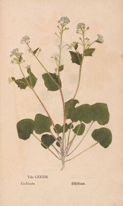 Ectypa vegetabilium Pl.133 (1760-1764)