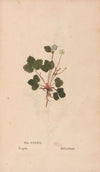 Ectypa vegetabilium Pl.136 (1760-1764)