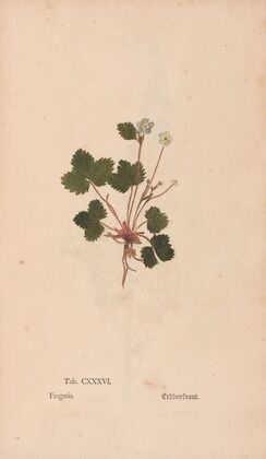 Ectypa vegetabilium Pl.136 (1760-1764)