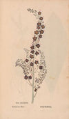 Ectypa vegetabilium Pl.137 (1760-1764)