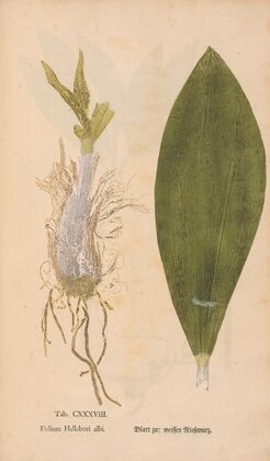 Ectypa vegetabilium Pl.138 (1760-1764)