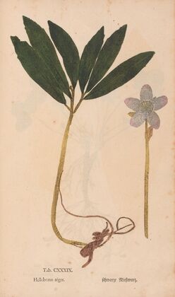 Ectypa vegetabilium Pl.139 (1760-1764)