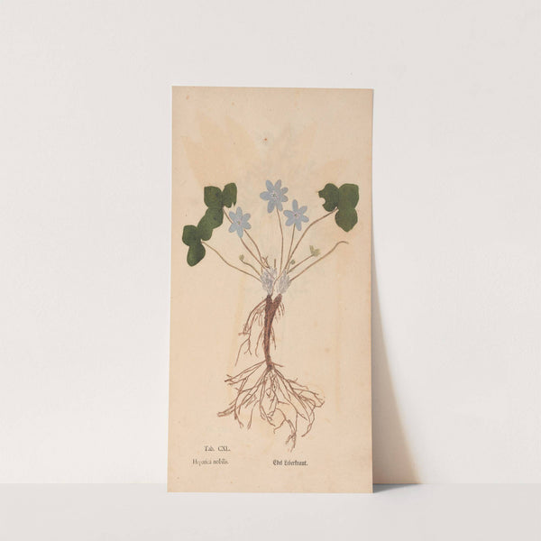 Ectypa vegetabilium Pl.140 (1760-1764) by Christian Gottlieb Ludwig