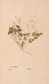 Ectypa vegetabilium Pl.142 (1760-1764)