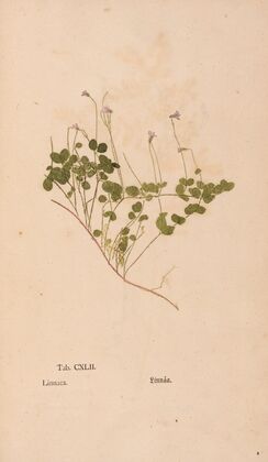 Ectypa vegetabilium Pl.142 (1760-1764)