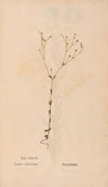 Ectypa vegetabilium Pl.143 (1760-1764)