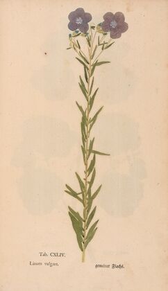Ectypa vegetabilium Pl.144 (1760-1764)