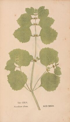 Ectypa vegetabilium Pl.145 (1760-1764)