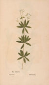 Ectypa vegetabilium Pl.146 (1760-1764)