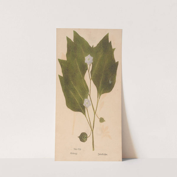 Ectypa vegetabilium Pl.151 (1760-1764) by Christian Gottlieb Ludwig