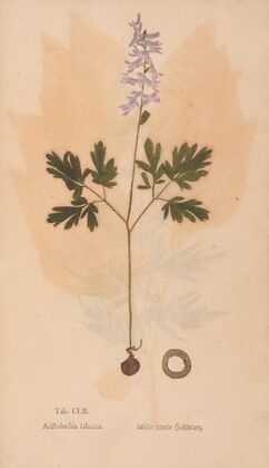 Ectypa vegetabilium Pl.152 (1760-1764)