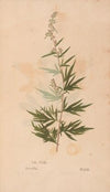 Ectypa vegetabilium Pl.153 (1760-1764)