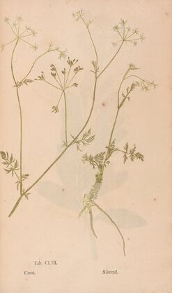 Ectypa vegetabilium Pl.156 (1760-1764)