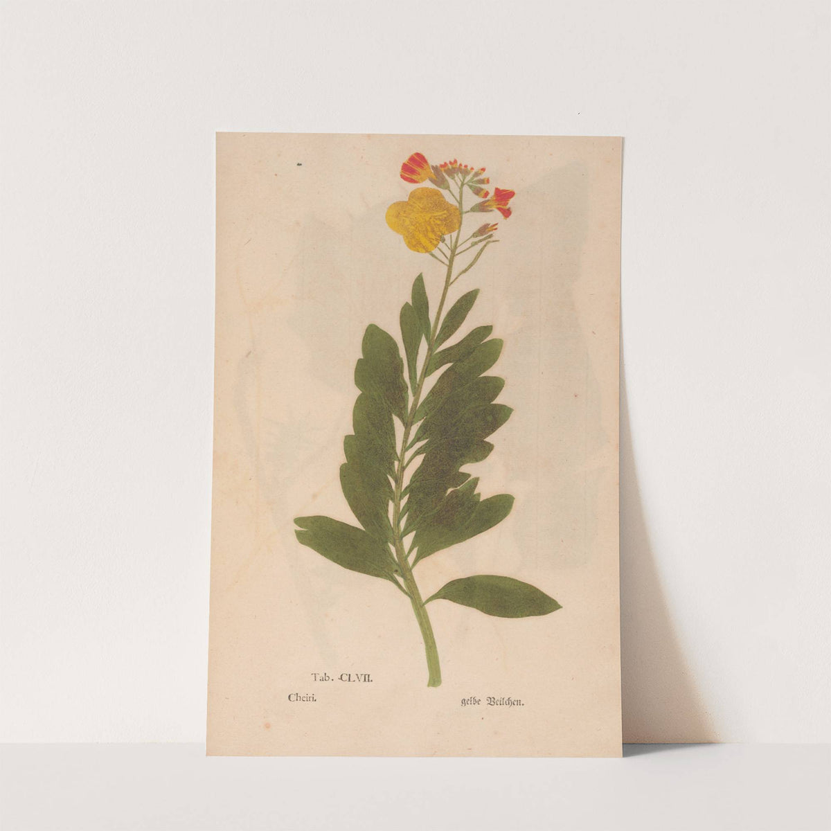 Ectypa vegetabilium Pl.157 (1760-1764) by Christian Gottlieb Ludwig