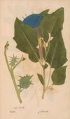 Ectypa vegetabilium Pl.158 (1760-1764)
