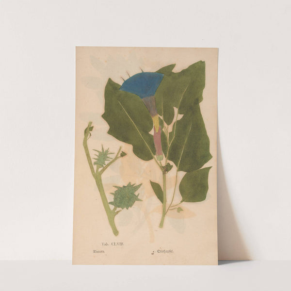 Ectypa vegetabilium Pl.158 (1760-1764) by Christian Gottlieb Ludwig