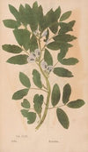 Ectypa vegetabilium Pl.159 (1760-1764)