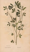 Ectypa vegetabilium Pl.160 (1760-1764)