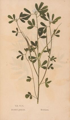 Ectypa vegetabilium Pl.160 (1760-1764)