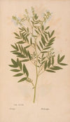 Ectypa vegetabilium Pl.161 (1760-1764)