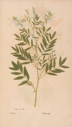 Ectypa vegetabilium Pl.161 (1760-1764)