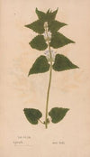 Ectypa vegetabilium Pl.162 (1760-1764)