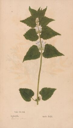 Ectypa vegetabilium Pl.162 (1760-1764)