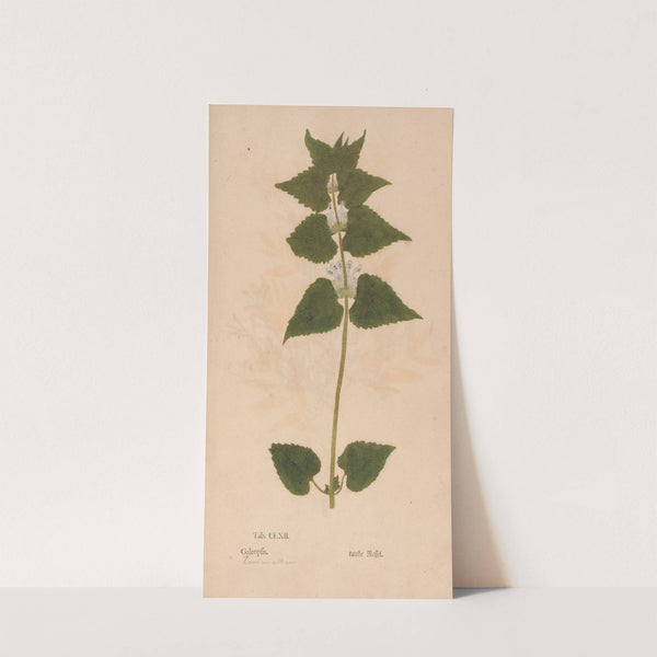 Ectypa vegetabilium Pl.162 (1760-1764) by Christian Gottlieb Ludwig