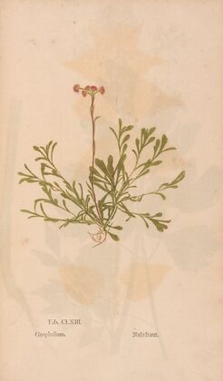 Ectypa vegetabilium Pl.163 (1760-1764) — size preview