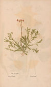 Ectypa vegetabilium Pl.163 (1760-1764)