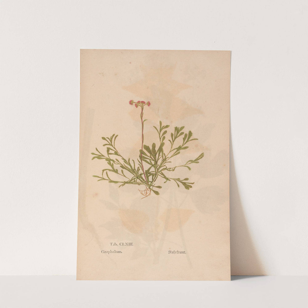 Ectypa vegetabilium Pl.163 (1760-1764) by Christian Gottlieb Ludwig