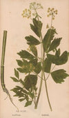 Ectypa vegetabilium Pl.164 (1760-1764)