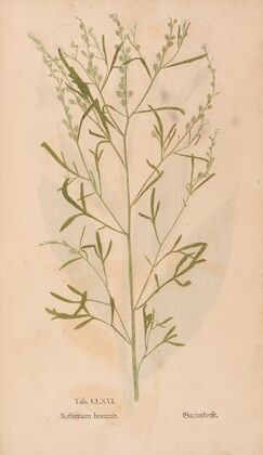 Ectypa vegetabilium Pl.166 (1760-1764)