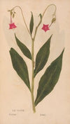 Ectypa vegetabilium Pl.167 (1760-1764)