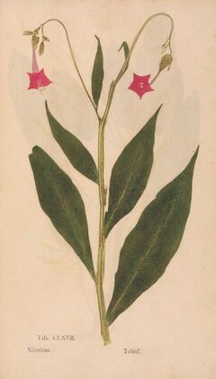 Ectypa vegetabilium Pl.167 (1760-1764)