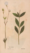 Ectypa vegetabilium Pl.170 (1760-1764)